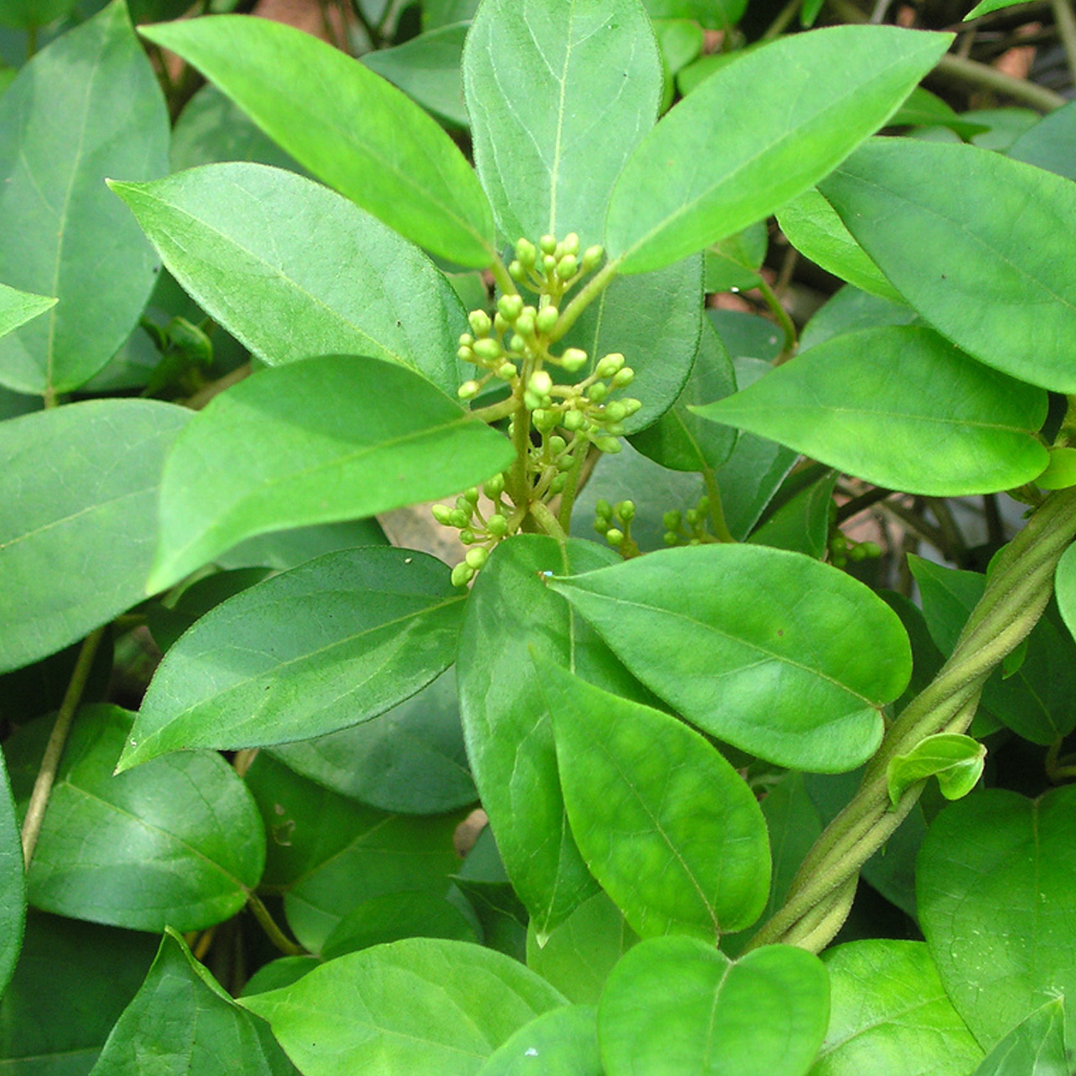 Gymnema sylvestre plant