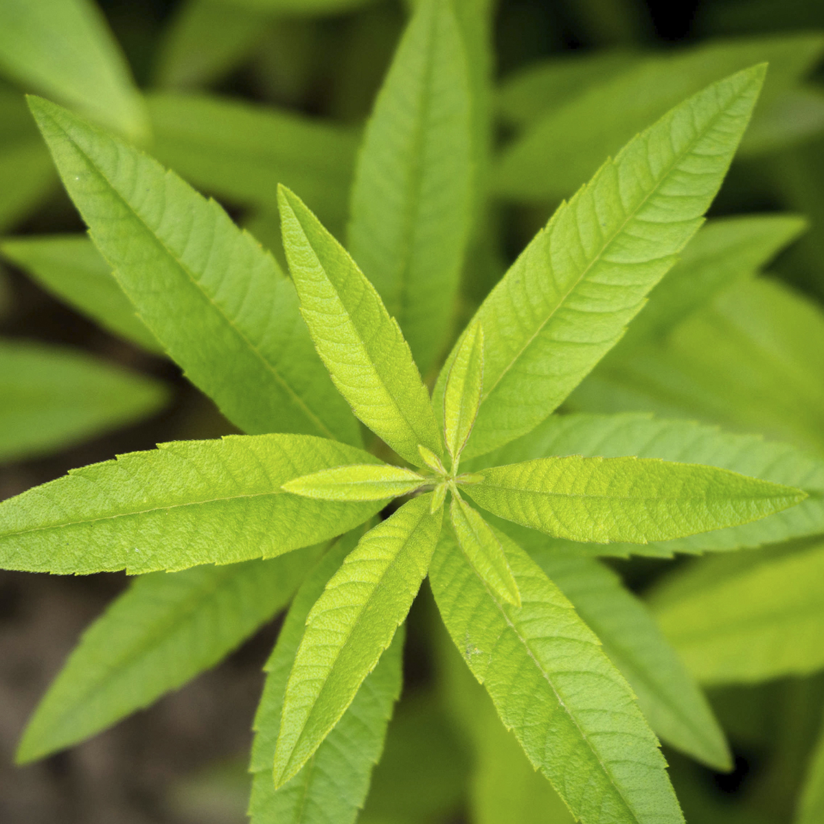 Lemon verbena and hibiscus — the plants behind Metabolaid