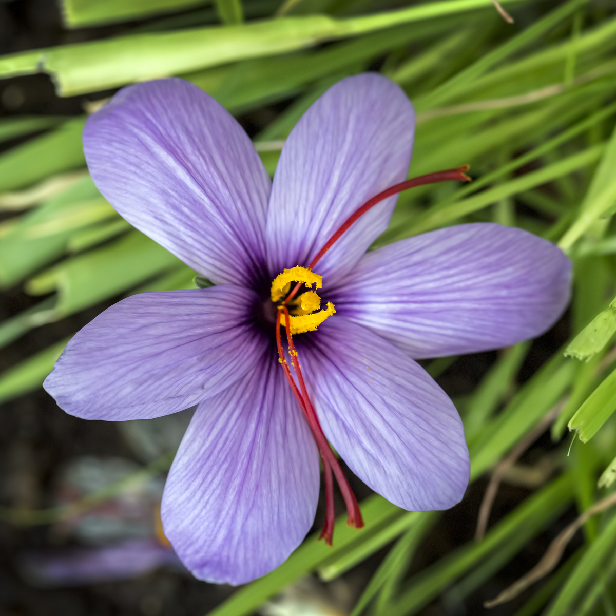 Saffron threads
